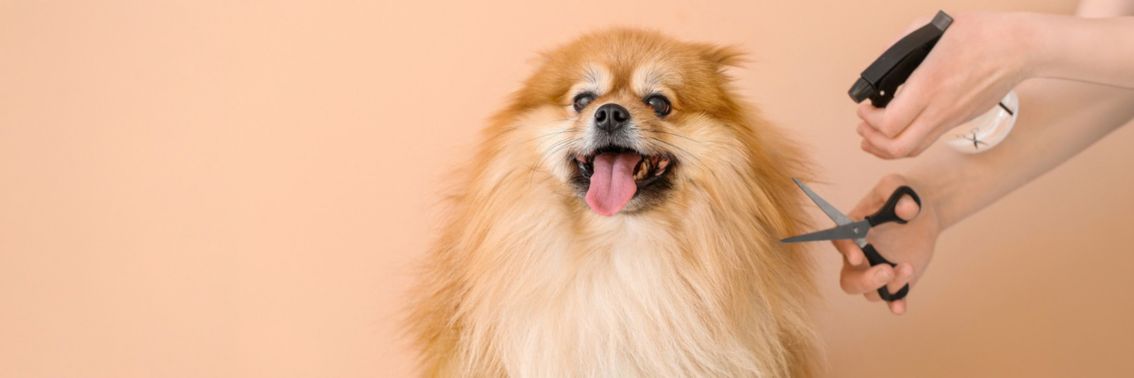 Pet Care > Grooming
