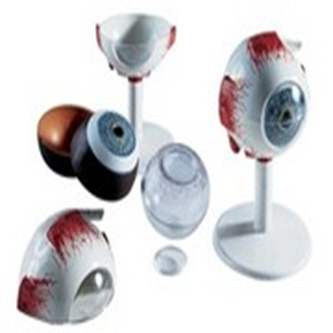 Human Eye Model. 6 Parts Each