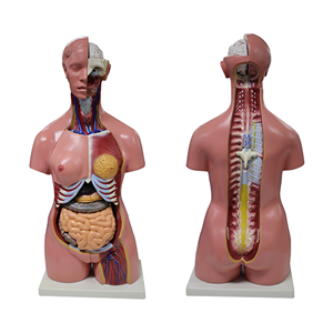 Livingstone Human Torso Model, 85cm Tall, 23 parts, Unisex, Each