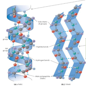 Secondary Structure Of Proteinmodel Zcm-820 Each