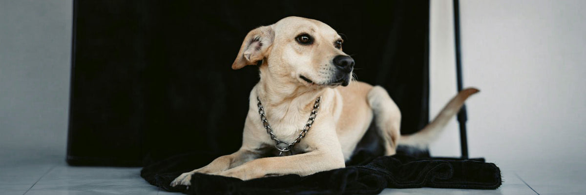 Pet Care > Pet Accessories
