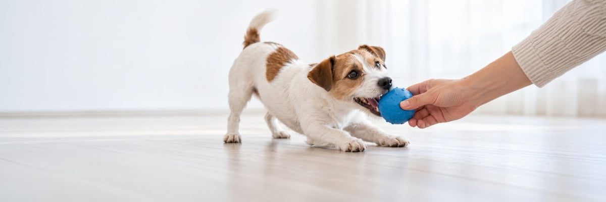 Pet Care > Pet Toys