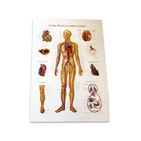 Livingstone Anatomical Human Circulatory System Chart, 74 x 53cm, Each Each