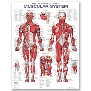 Anatomical Chart, Male Muscular System, 20" x 26", Laminated Heavy Paper, Each Each