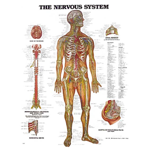 Chart Nervous System, Each Each