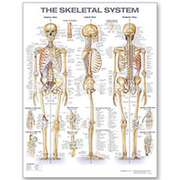 Skeletal System Anatomical Chart, 20" x 26", Laminated Heavy Paper, Each Each