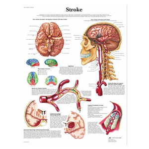 Poly Laminated Biological Chart