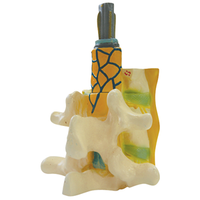 Model Of Spinal Cord And Spinal Nerves Hdm-190 Each