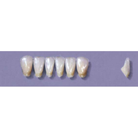 MYERSON ANTERIORS #12/G (1x6 CARD) Card