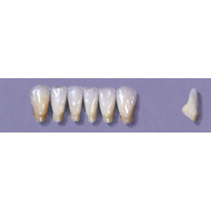 MYERSON ANTERIORS #13/F (1x6 CARD) Card