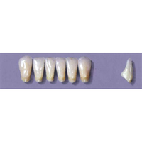 MYERSON ANTERIORS #14/F (1x6 CARD) Card