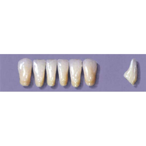 MYERSON ANTERIORS #16/D (1x6 CARD) Card