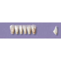 MYERSON ANTERIORS #3/G (1x6 CARD) Card