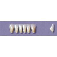 MYERSON ANTERIORS #7/65 (1x6 CARD) Card