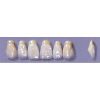 MYERSON ANTERIORS #A53/I (1x6 CARD) Card