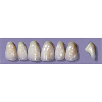 MYERSON ANTERIORS #PW6/D (1x6 CARD) Card