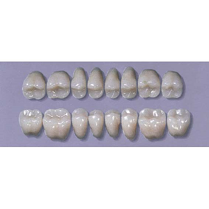 MYERSON POSTERIOR SYN #28LL/62(1x8CARD) Card