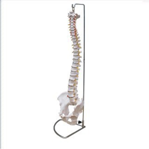 Human Vertebral Column And Pelvis, 66X25X14cm Each