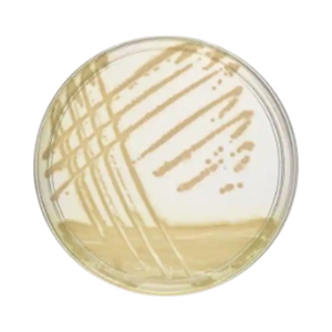 Livingstone Prepared Plated Media, Pseudomonas (CFC) Agar Plates, 10 Pieces/Pack Pack