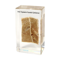 Livingstone Pork Tapeworm Parasite Cysticercus, 88 x 58 x 18mm, Made of Resin, 100 Pieces/Carton, 20kg/Carton