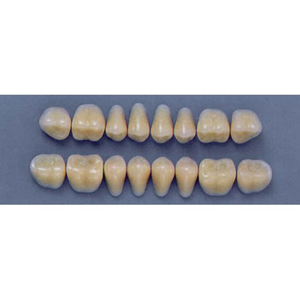 ULTRADENT POST. 29S/A3 LOWER (1x8 CARD) Card