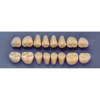 ULTRADENT POST. 31Z/81 LOWER (1x8 CARD) Card