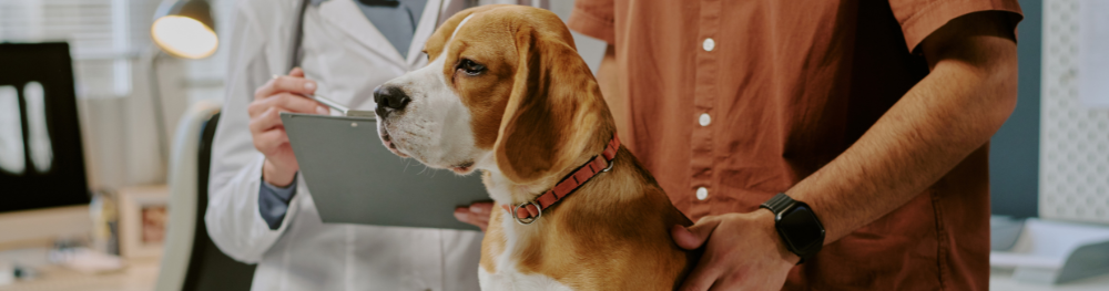 Person holding a dog and a tablet in a veterinary clinic setting